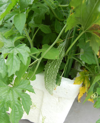  ベランダ菜園 