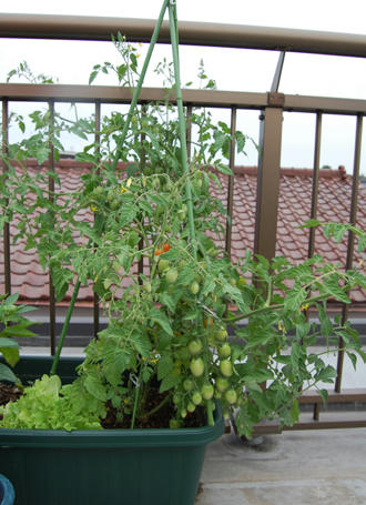  ベランダ菜園 