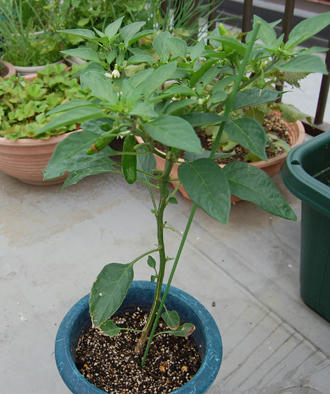  ベランダ菜園 