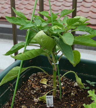  ベランダ菜園 