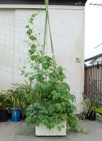  ベランダ菜園 