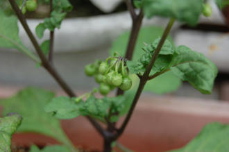 ベランダ菜園