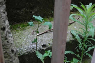 ベランダ菜園