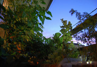  ベランダ菜園 