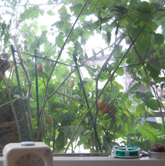  ベランダ菜園 ミニトマト　アイコ