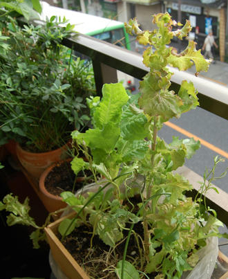  ベランダ菜園 レタスミックス