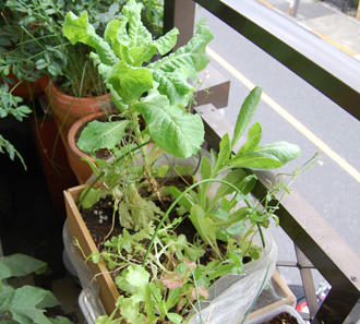  ベランダ菜園 