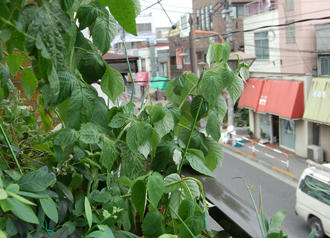  ベランダ菜園 