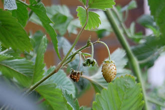  ベランダ菜園 