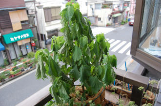  ベランダ菜園 