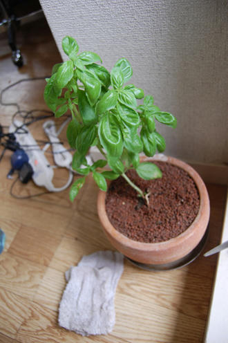  ベランダ菜園 