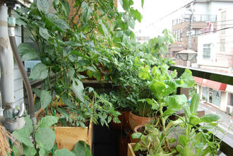  ベランダ菜園 