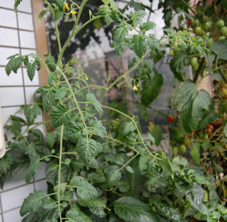  ベランダ菜園 