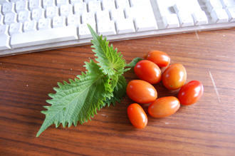  ベランダ菜園 