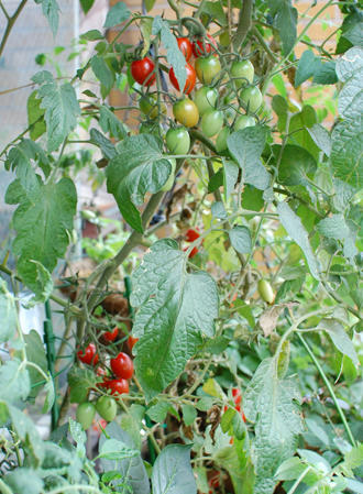  ベランダ菜園 