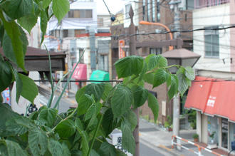  ベランダ菜園 