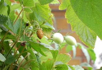  ベランダ菜園 