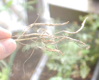  ベランダ菜園 
