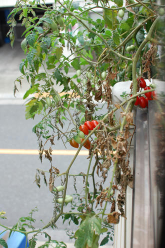  ベランダ菜園 