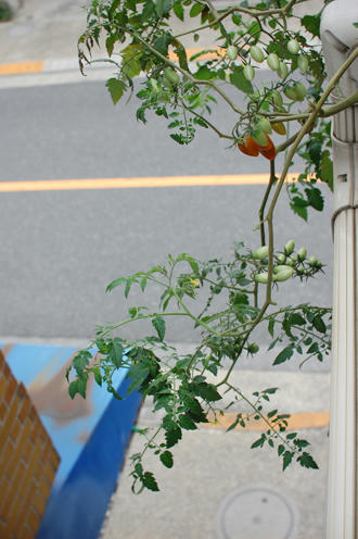  ベランダ菜園 