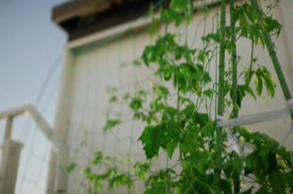  ベランダ菜園 