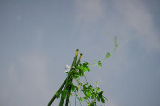  ベランダ菜園 