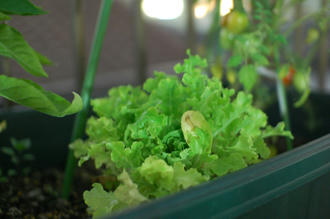  ベランダ菜園 