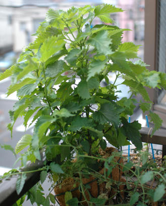  ベランダ菜園 