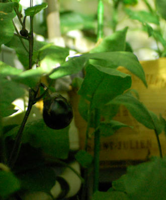  ベランダ菜園 