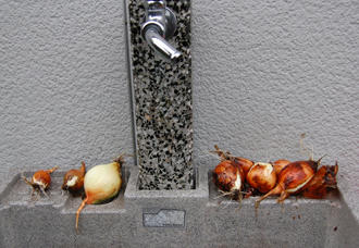  ベランダ菜園 