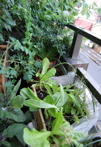  ベランダ菜園 