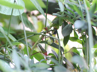  ベランダ菜園 