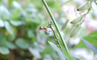  ベランダ菜園 