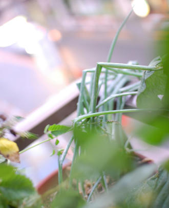  ベランダ菜園 