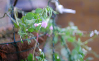  ベランダ菜園 