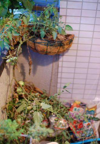 ベランダ菜園 ミニトマト 