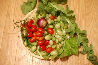 ベランダ菜園 ミニトマト 