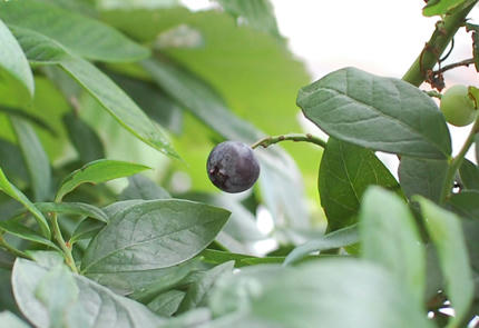  ベランダ菜園 ブルーベリー