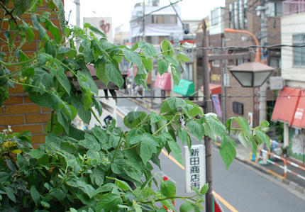 ベランダ菜園 ラズベリー