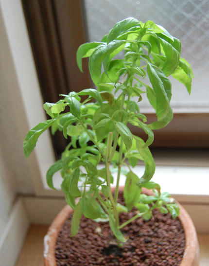  ベランダ菜園 バジル
