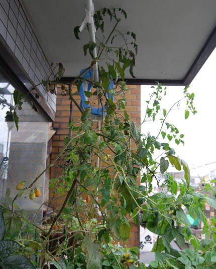 ベランダ菜園 ミニトマト 