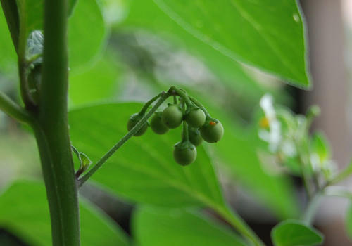  ベランダ菜園 