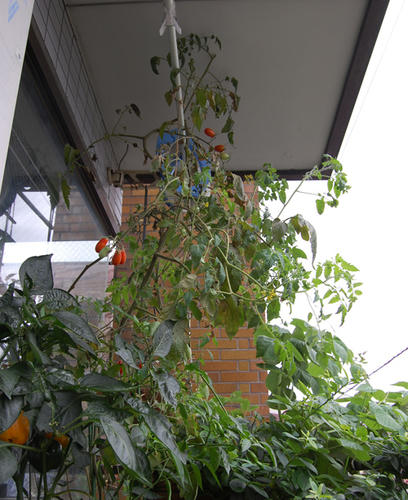ベランダ菜園 ミニトマト 