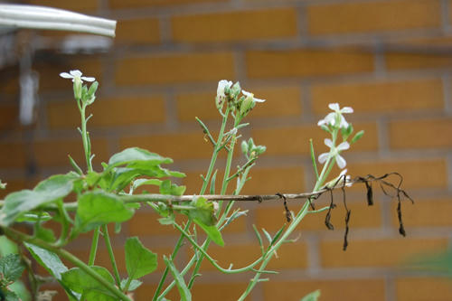  ベランダ菜園 ラディッシュ