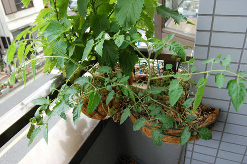 ベランダ菜園 ミニトマト 