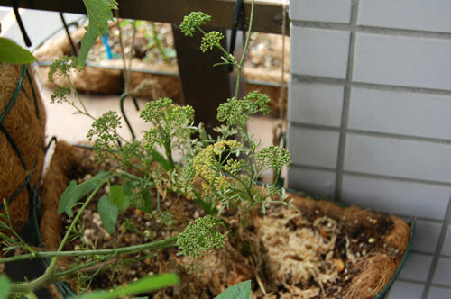 パセリ栽培記録 チャッピーのベランダ菜園