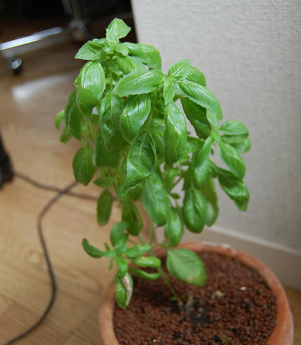  ベランダ菜園 バジル