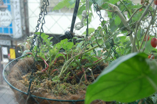  ベランダ菜園 ラディッシュ