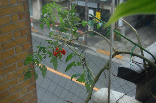 ベランダ菜園 ミニトマト 