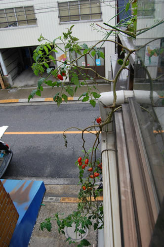 ベランダ菜園 ミニトマト 